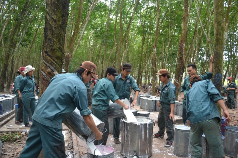 dau gia quyen khai thac 15799 ha mu cao su dong phu binh phuoc