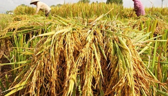 Xuất khẩu gạo Việt "rộng cửa" trong nửa cuối năm 2022