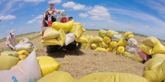 USDA: Tiêu thụ gạo toàn cầu đạt kỷ lục