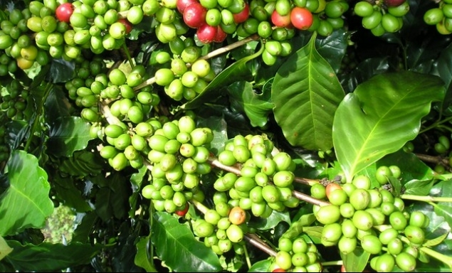 Giá cà phê hôm nay 17/9/2022: Arabica tăng trở lại, nguồn cung Robusta khan hiếm