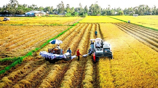 Dự báo thế giới thiếu hụt nguồn cung, doanh nghiệp ngành gạo nào được hưởng lợi ?