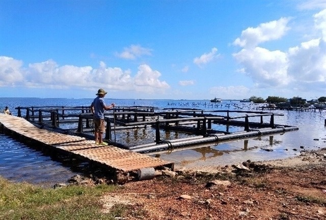 Việt Nam mang kho báu thủy sản sang nước bạn Cuba, dự án thành công thần tốc sau 4 tháng
