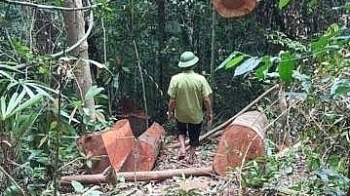 Lại phát hiện thêm một vụ phá rừng trái phép xảy ra ở Quảng Bình