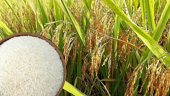 Giá lúa gạo hôm nay 4/3: Tiếp tục ổn định