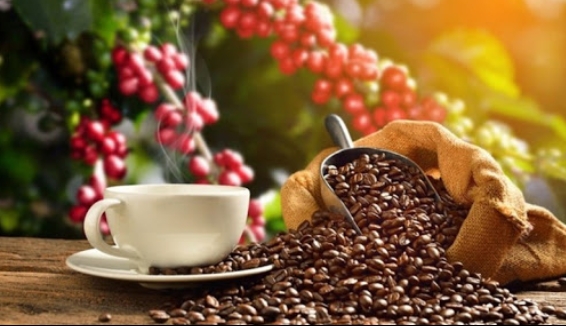 Giá cà phê hôm nay 25/2/2021: Thị trường trong nước cán mốc 33 triệu đồng/tấn
