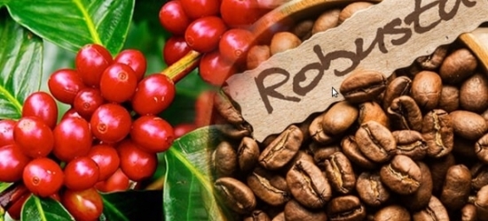 Giá cà phê hôm nay 28/4/2022: Cà phê robusta tiếp tục sụt giảm