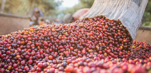 Dự báo sản lượng cà phê arabica niên vụ 2020 - 2021 tăng mạnh