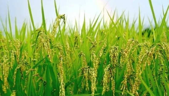 Thị trường gạo tháng 7/2021: Lợi nhuận doanh nghiệp ngành gạo bị co hẹp